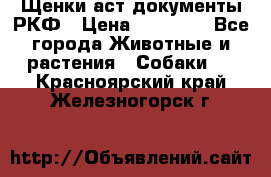 Щенки аст документы РКФ › Цена ­ 15 000 - Все города Животные и растения » Собаки   . Красноярский край,Железногорск г.